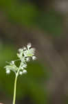 Early meadowrue